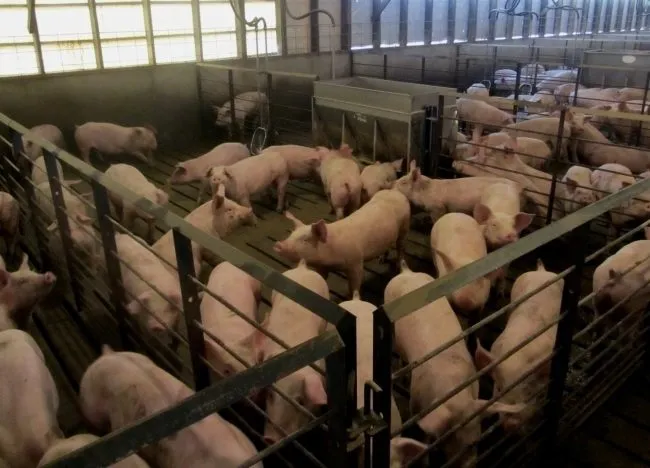 свиньи в живом весе 3-Х Породный Гибрид в Пензе и Пензенской области