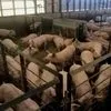 свиньи в живом весе 3-Х Породный Гибрид в Пензе и Пензенской области