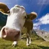 кРС ( коровы, телки, быки ) ДОРОГО в Стерлитамаке