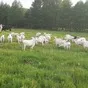  стадо зааненских коз в Пензе и Пензенской области 5