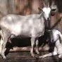  стадо зааненских коз в Пензе и Пензенской области 4