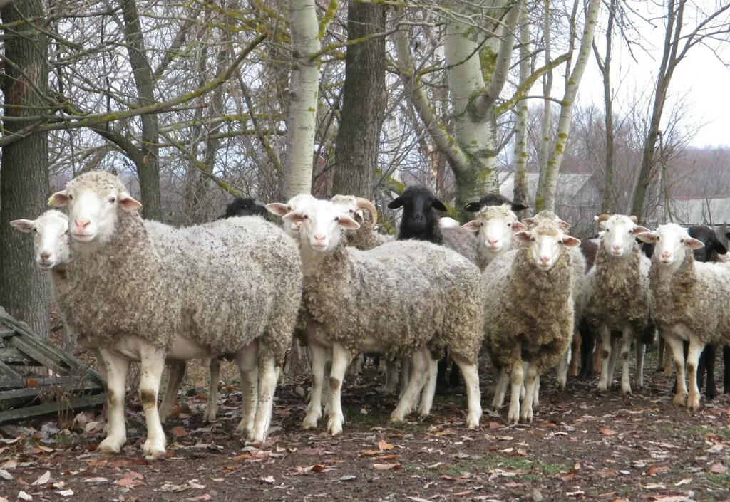 овцы, ярки, баранина в Пензе и Пензенской области