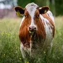 В Сердобском районе активно увеличивают поголовье скота мясных пород