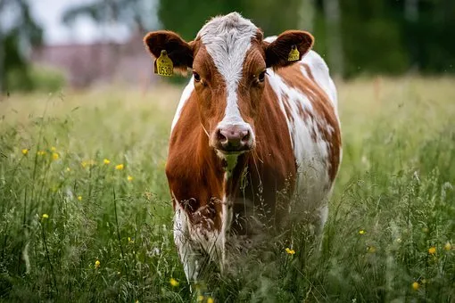 В Сердобском районе активно увеличивают поголовье скота мясных пород