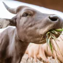 В Пензенской области за первое полугодие сократилось поголовье скота и птицы