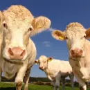 В Пензенской области с карантина сняли более 700 коров из Венгрии