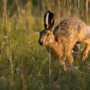 В Пензенской области производством крольчатины заинтересовались инвесторы