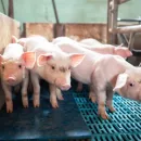 В нескольких районах Пензенской области установили круглосуточный контроль за свиньями