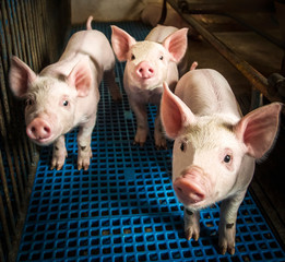 В Пензенской области назначили цену изъятой из-за АЧС свинине