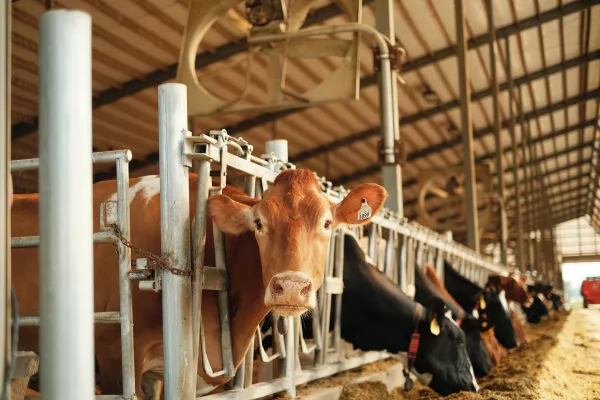 С начала 2023 года в Пензенской области признаны недействительными 45 деклараций на молочную и мясную продукцию