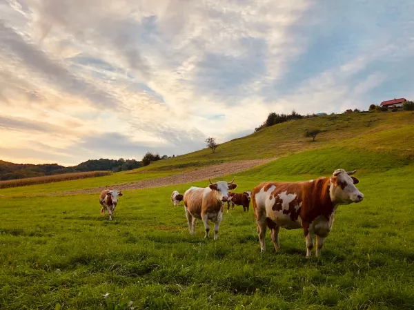 В Пензенской области выросло производство молока, мяса и яиц
