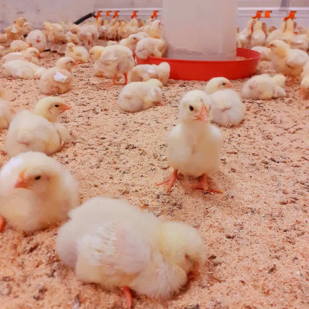 Купить цыплят в челябинской области