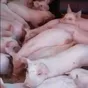 поросята, свиньи, свиноматки(оптом) в Самаре и Самарской области 8