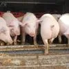 купим Свиней и свиноматок оптом в Самаре 5