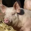 купим Свиней и свиноматок оптом в Самаре 2
