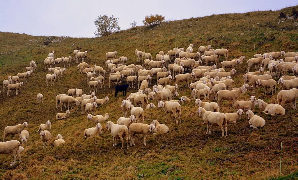 фотография продукта Овцы мясных пород живым весом.
