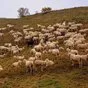 овцы мясных пород живым весом. в России