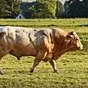 быки мясных пород живым весом на убой. в России