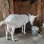  стадо зааненских коз в Пензе и Пензенской области