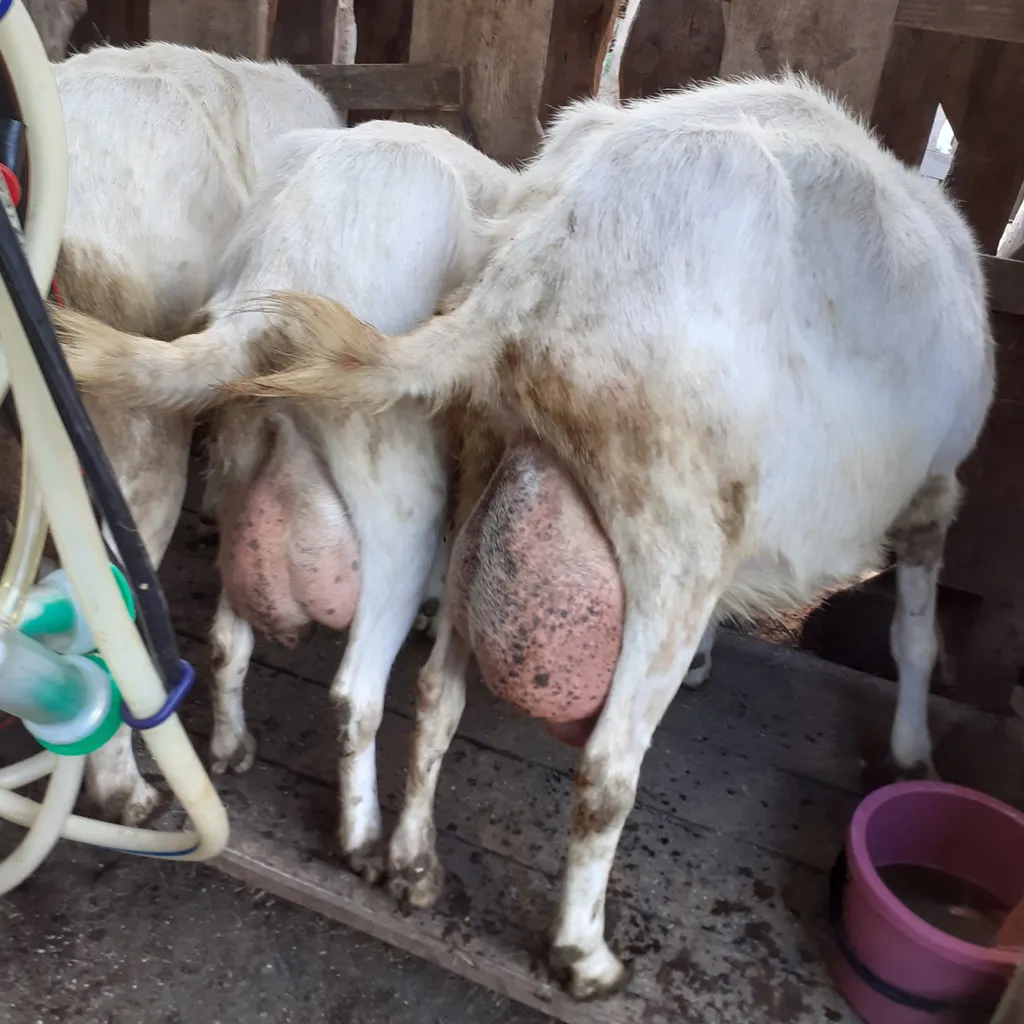  стадо зааненских коз в Пензе и Пензенской области 3
