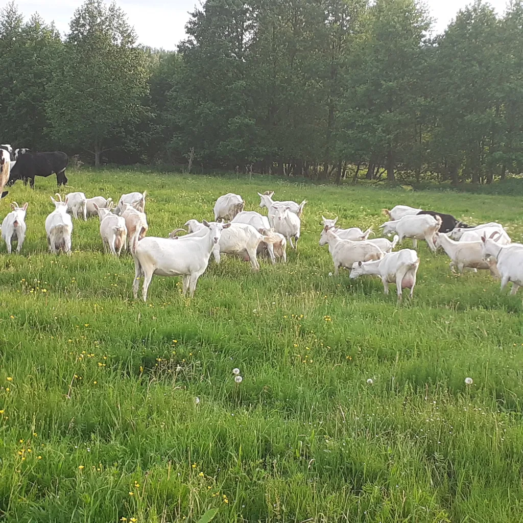  стадо зааненских коз в Пензе и Пензенской области 5