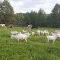  стадо зааненских коз в Пензе и Пензенской области 10
