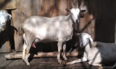  стадо зааненских коз в Пензе и Пензенской области 4