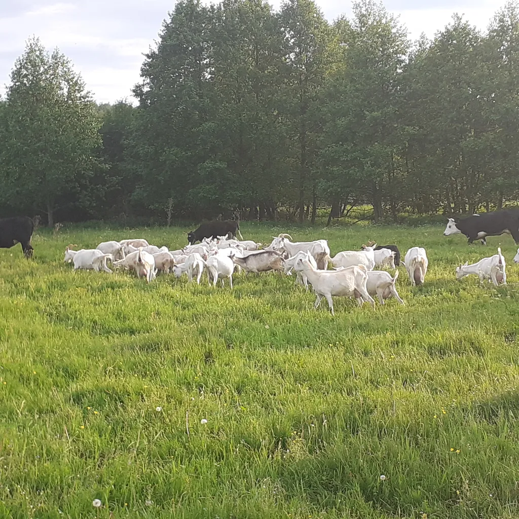  стадо зааненских коз в Пензе и Пензенской области 6