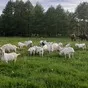  стадо зааненских коз в Пензе и Пензенской области 8