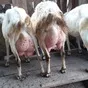  стадо зааненских коз в Пензе и Пензенской области 9