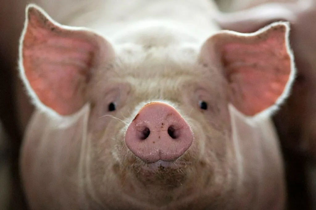 фотография продукта  свиньи живьем