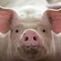  свиньи живьем в Пензе и Пензенской области